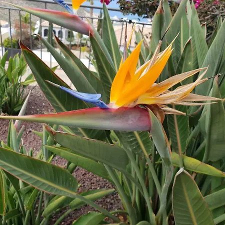 ヴィラ Strelitzia アデヘ